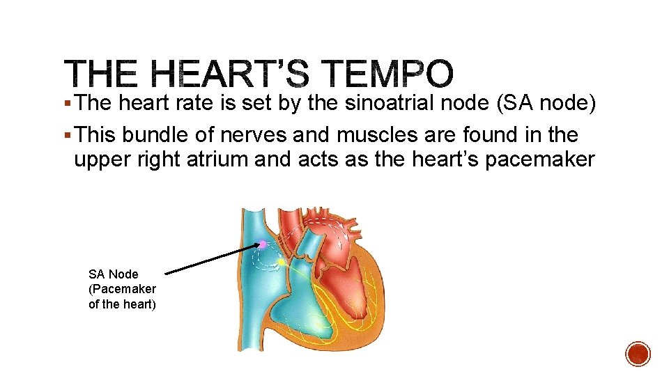 § The heart rate is set by the sinoatrial node (SA node) § This