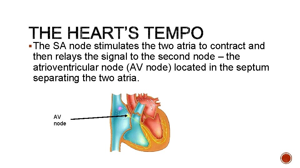 § The SA node stimulates the two atria to contract and then relays the