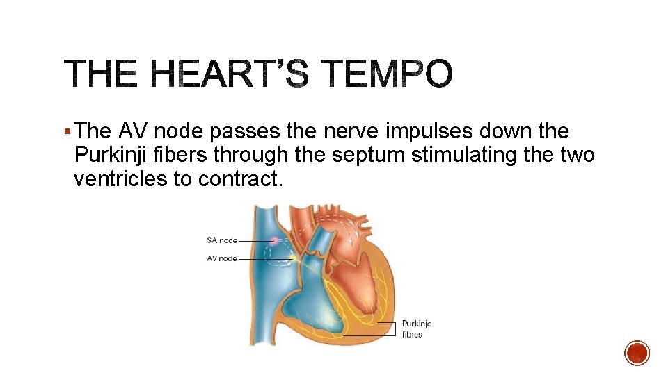 § The AV node passes the nerve impulses down the Purkinji fibers through the