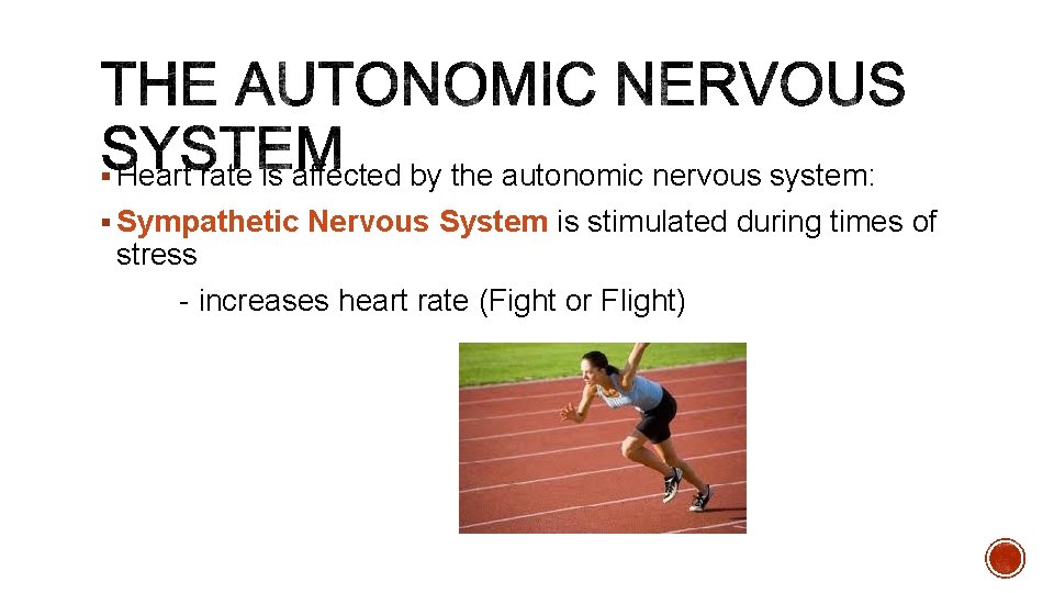 § Heart rate is affected by the autonomic nervous system: § Sympathetic Nervous System