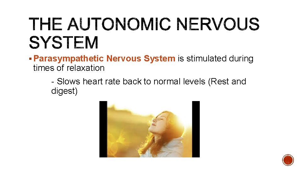 § Parasympathetic Nervous System is stimulated during times of relaxation - Slows heart rate