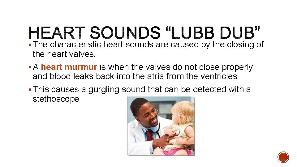 § The characteristic heart sounds are caused by the closing of the heart valves.