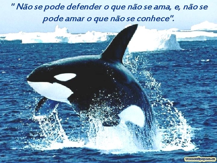 " Não se pode defender o que não se ama, e, não se pode