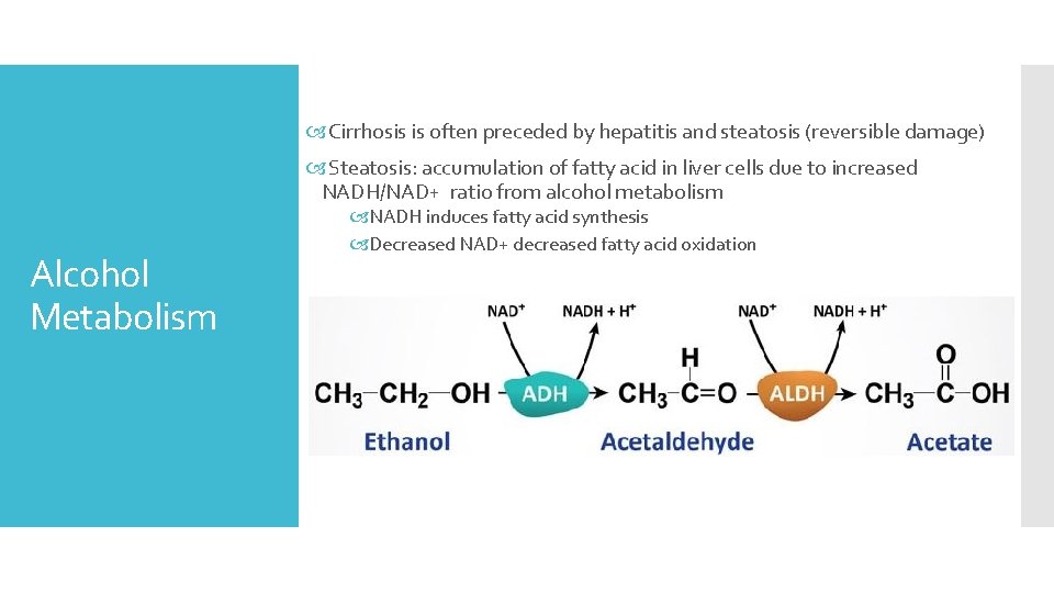  Cirrhosis is often preceded by hepatitis and steatosis (reversible damage) Steatosis: accumulation of