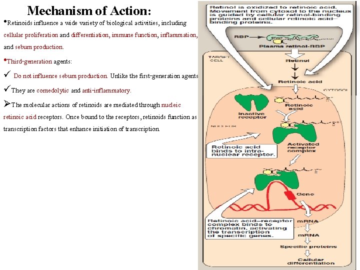 Mechanism of Action: • Retinoids influence a wide variety of biological activities, including cellular