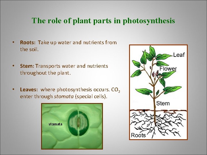 The role of plant parts in photosynthesis • Roots: Take up water and nutrients