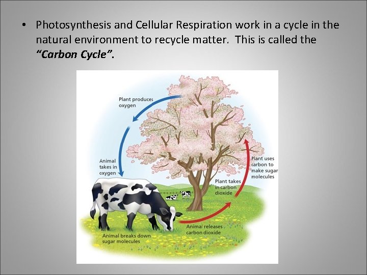  • Photosynthesis and Cellular Respiration work in a cycle in the natural environment