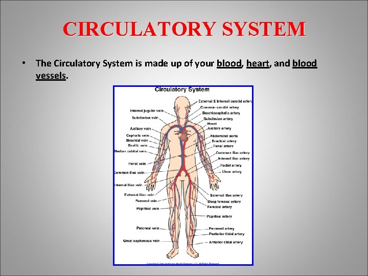 CIRCULATORY SYSTEM • The Circulatory System is made up of your blood, heart, and