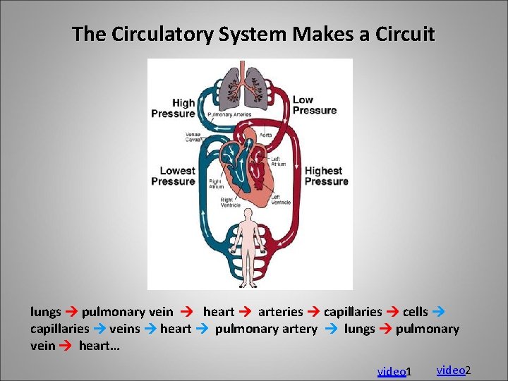 The Circulatory System Makes a Circuit lungs pulmonary vein heart arteries capillaries cells capillaries