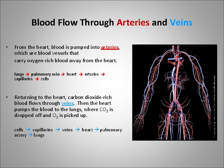 Blood Flow Through Arteries and Veins • From the heart, blood is pumped into