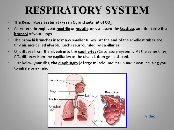 RESPIRATORY SYSTEM • • • The Respiratory System takes in O 2 and gets