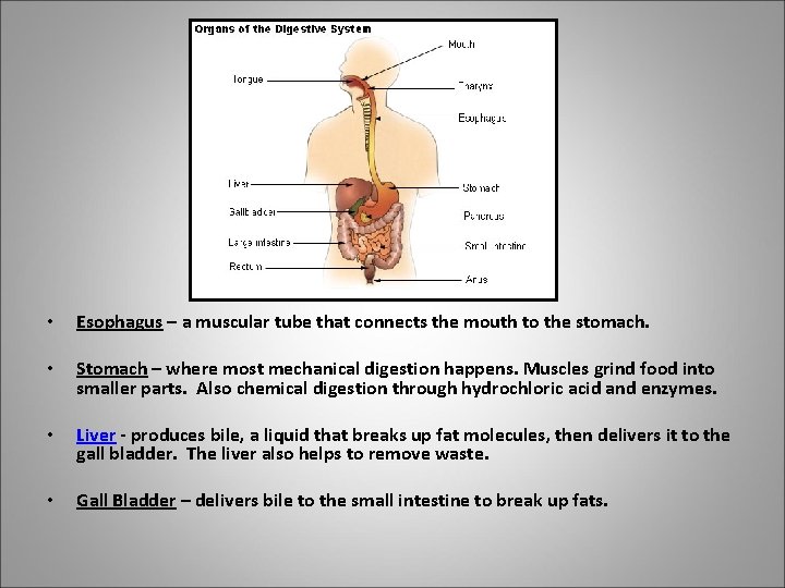  • Esophagus – a muscular tube that connects the mouth to the stomach.