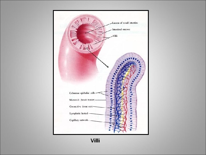 Villi 