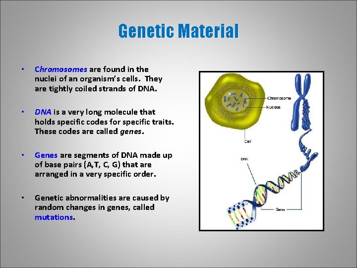 Genetic Material • Chromosomes are found in the nuclei of an organism’s cells. They