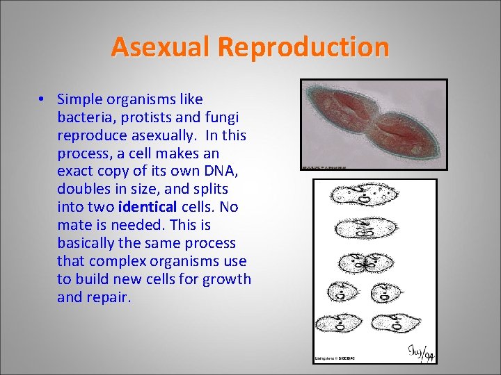 Asexual Reproduction • Simple organisms like bacteria, protists and fungi reproduce asexually. In this