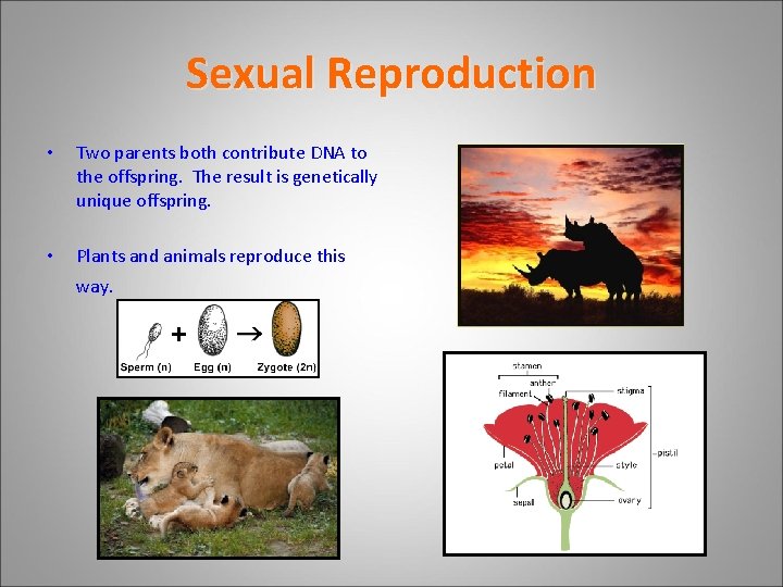 Sexual Reproduction • Two parents both contribute DNA to the offspring. The result is