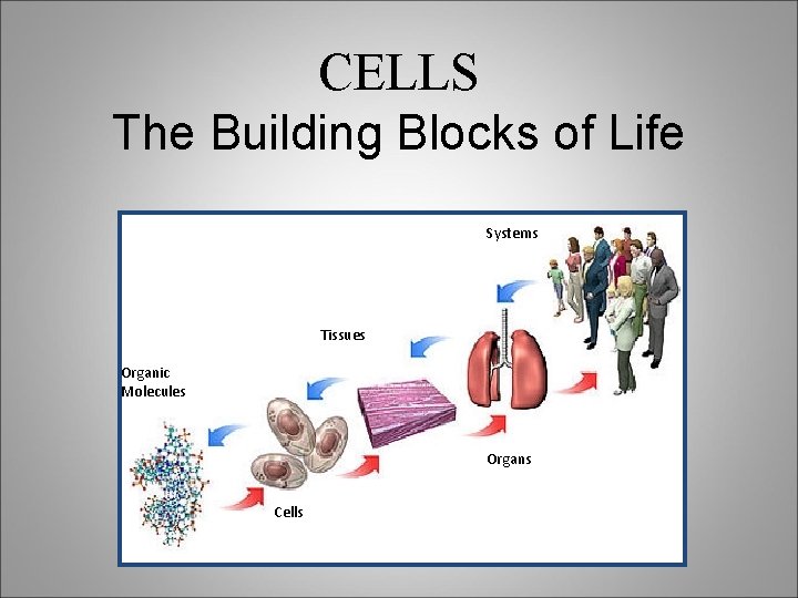 CELLS The Building Blocks of Life Systems Tissues Organic Molecules Organs Cells 