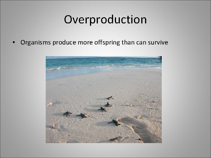 Overproduction • Organisms produce more offspring than can survive 
