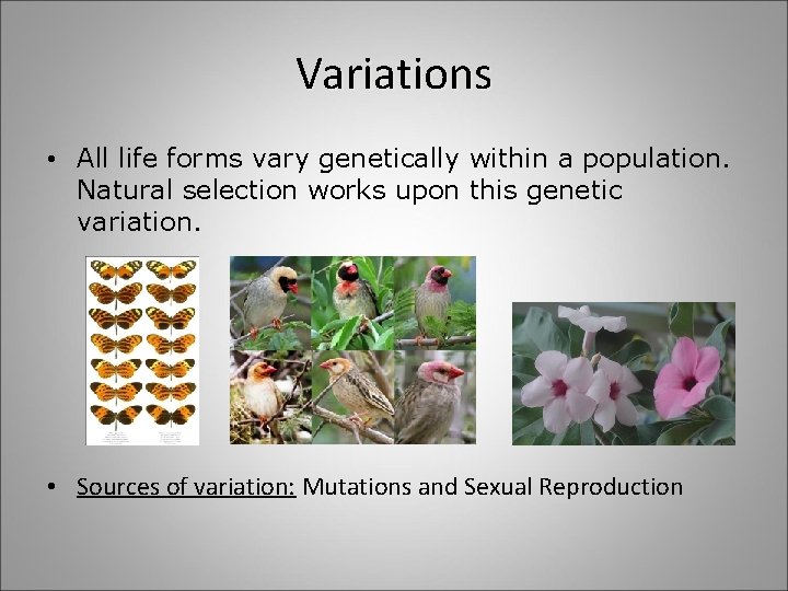 Variations • All life forms vary genetically within a population. Natural selection works upon