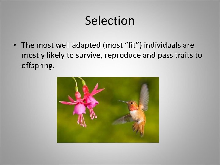 Selection • The most well adapted (most “fit”) individuals are mostly likely to survive,
