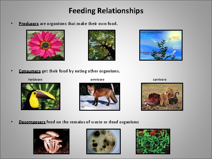 Feeding Relationships • Producers are organisms that make their own food. • Consumers get