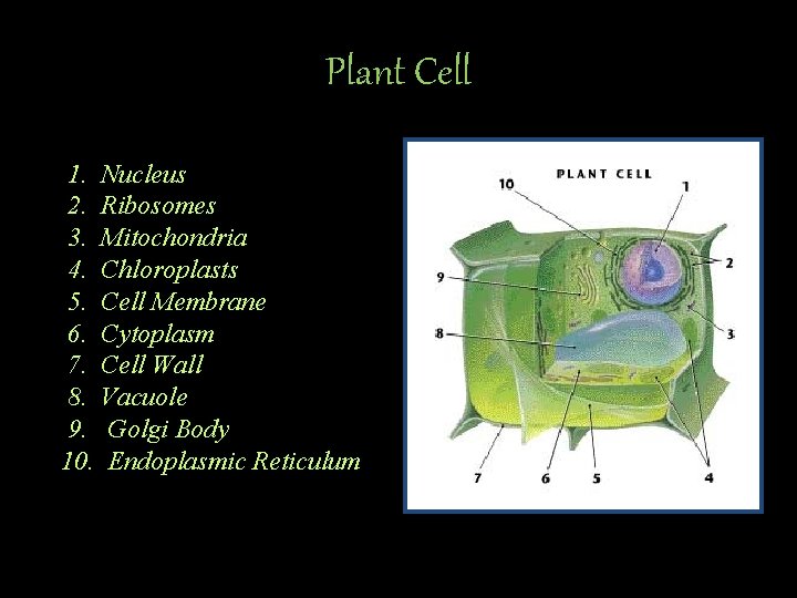 Plant Cell 1. Nucleus 2. Ribosomes 3. Mitochondria 4. Chloroplasts 5. Cell Membrane 6.