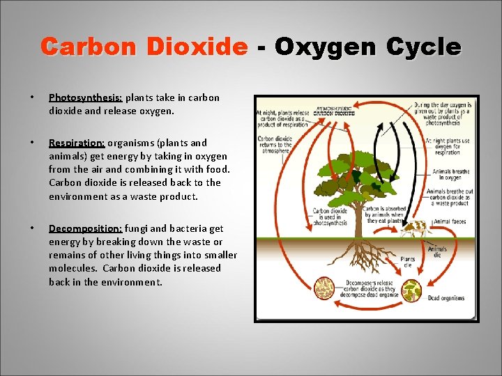 Carbon Dioxide - Oxygen Cycle • Photosynthesis: plants take in carbon dioxide and release