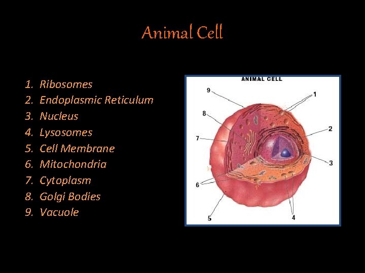 Animal Cell 1. 2. 3. 4. 5. 6. 7. 8. 9. Ribosomes Endoplasmic Reticulum