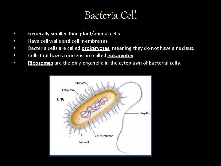 Bacteria Cell § § § Generally smaller than plant/animal cells Have cell walls and