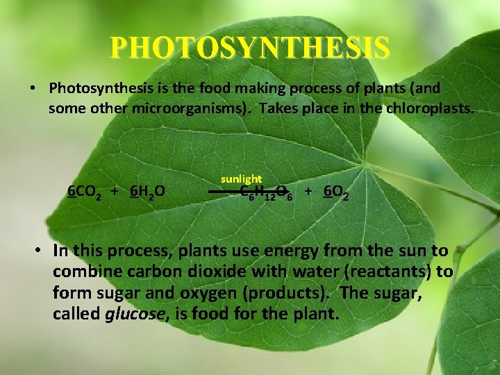 PHOTOSYNTHESIS • Photosynthesis is the food making process of plants (and some other microorganisms).