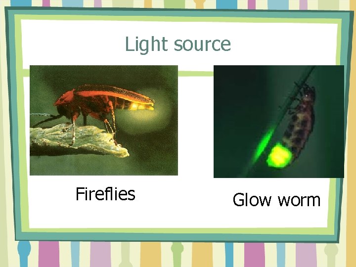 Light source Fireflies Glow worm 