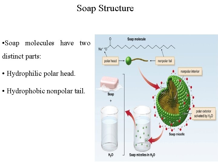Soap Structure • Soap molecules have two distinct parts: • Hydrophilic polar head. •