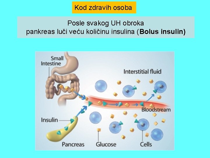 Kod zdravih osoba Posle svakog UH obroka pankreas luči veću količinu insulina (Bolus insulin)