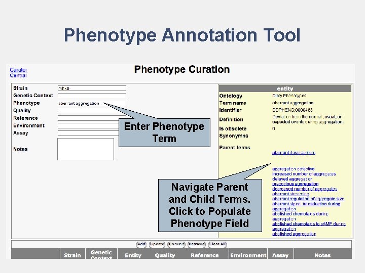 Phenotype Annotation Tool Enter Phenotype Term Navigate Parent and Child Terms. Click to Populate