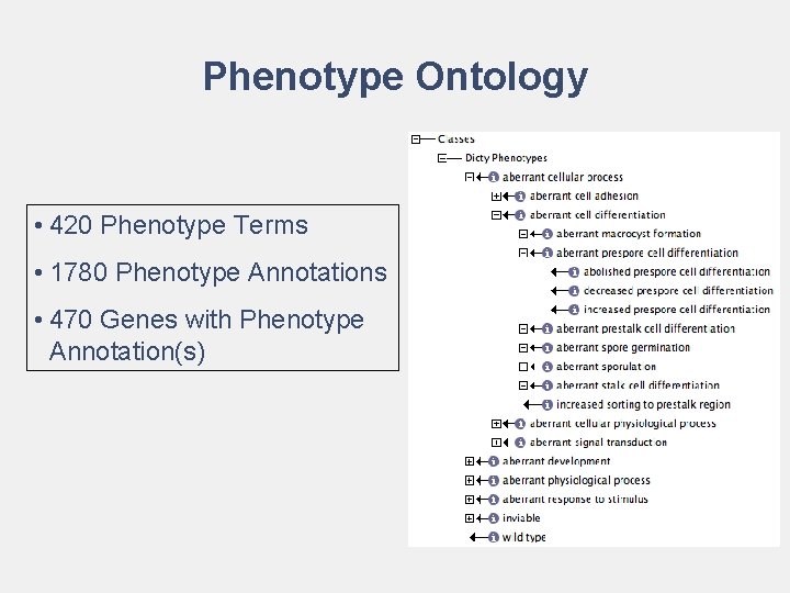 Phenotype Ontology • 420 Phenotype Terms • 1780 Phenotype Annotations • 470 Genes with