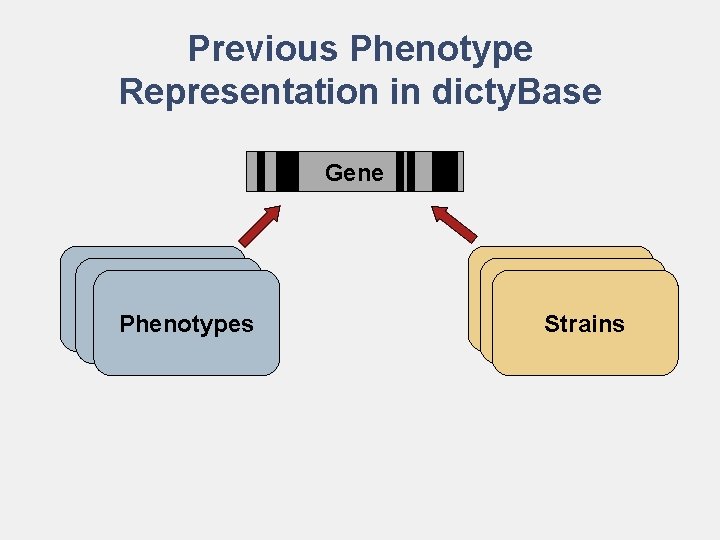 Previous Phenotype Representation in dicty. Base Gene Phenotypes Strains 