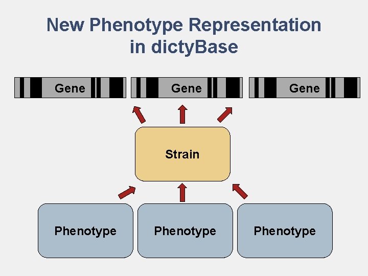 New Phenotype Representation in dicty. Base Gene Strain Phenotype 