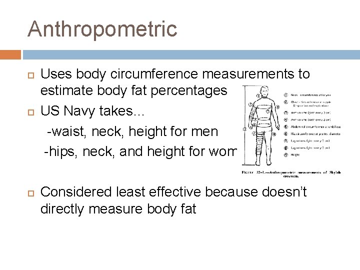 Anthropometric Uses body circumference measurements to estimate body fat percentages US Navy takes… -waist,