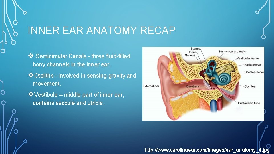 INNER EAR ANATOMY RECAP v Semicircular Canals - three fluid-filled bony channels in the