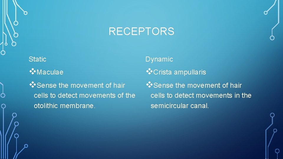 RECEPTORS Static Dynamic v. Maculae v. Sense the movement of hair v. Crista ampullaris