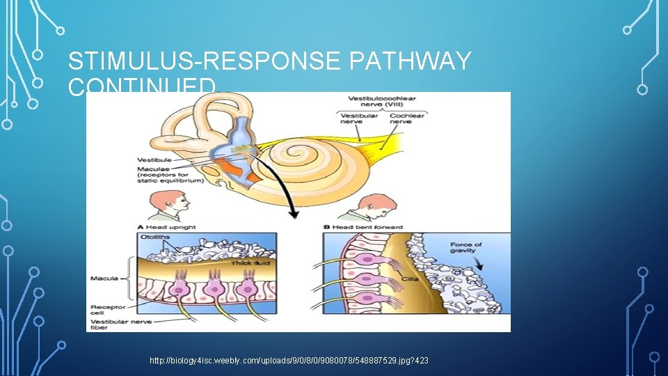 STIMULUS-RESPONSE PATHWAY CONTINUED http: //biology 4 isc. weebly. com/uploads/9/0/8/0/9080078/548887529. jpg? 423 