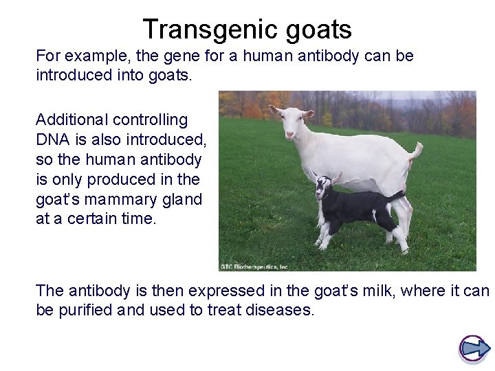 Transgenic goats For example, the gene for a human antibody can be introduced into