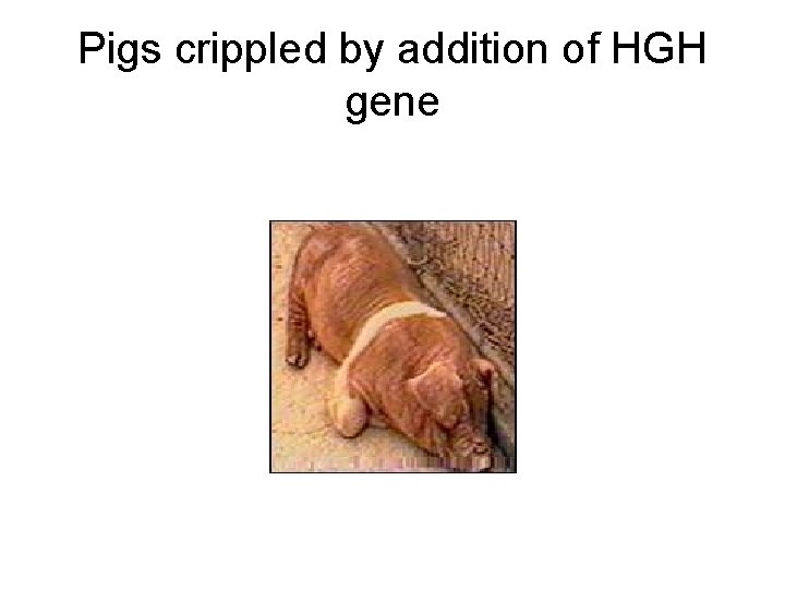 Pigs crippled by addition of HGH gene 