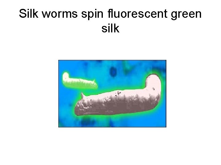 Silk worms spin fluorescent green silk 