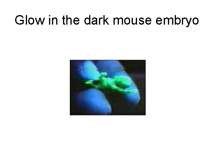 Glow in the dark mouse embryo 