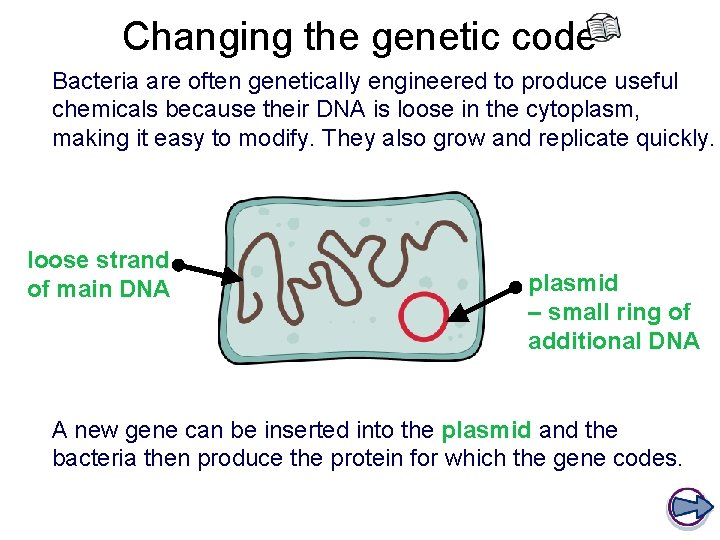 Changing the genetic code Bacteria are often genetically engineered to produce useful chemicals because