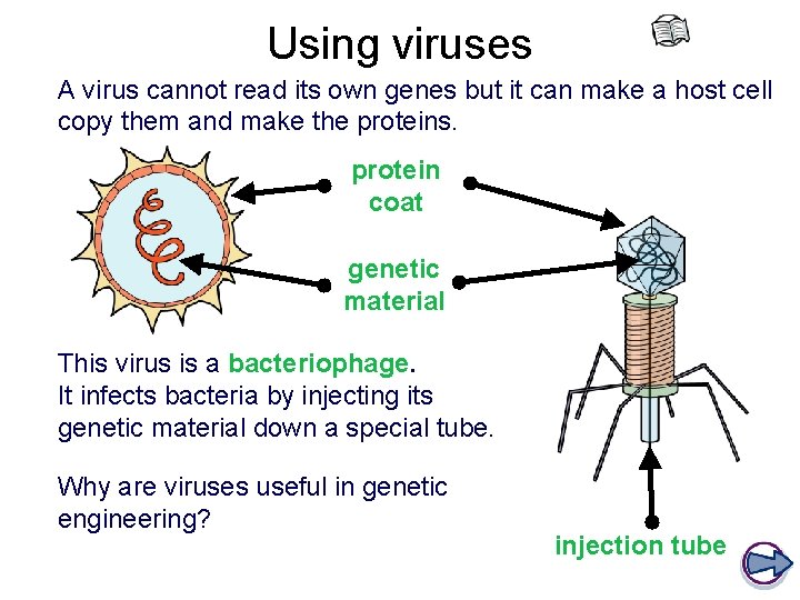 Using viruses A virus cannot read its own genes but it can make a