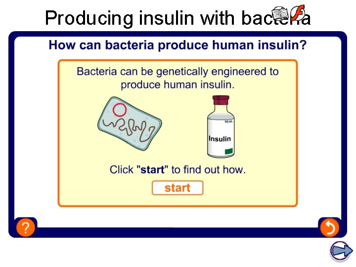 Producing insulin with bacteria 