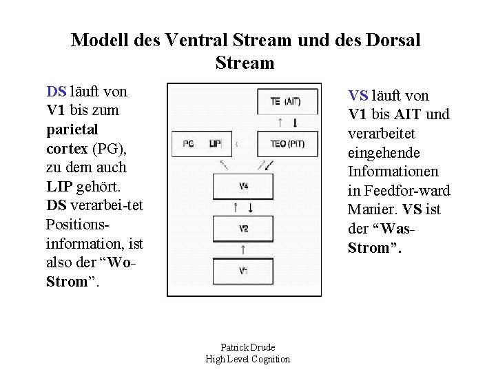 Modell des Ventral Stream und des Dorsal Stream DS läuft von V 1 bis