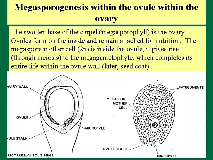 Megasporogenesis within the ovule within the ovary The swollen base of the carpel (megasporophyll)